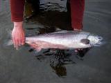 Anchor River king salmon