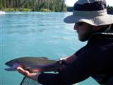 Kenai River rainbow trout