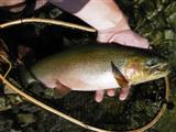 18 inch cutthroat trout