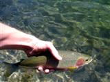 Cutthroat Trout