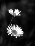 Sub-alpine Flowers