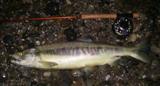 Chum Salmon