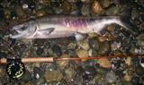 Chum Salmon