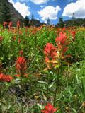 Orange Indian Paintbrush