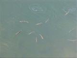 Midge-feeding trout in a pool