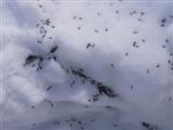 Adult midges collect on a snowbank